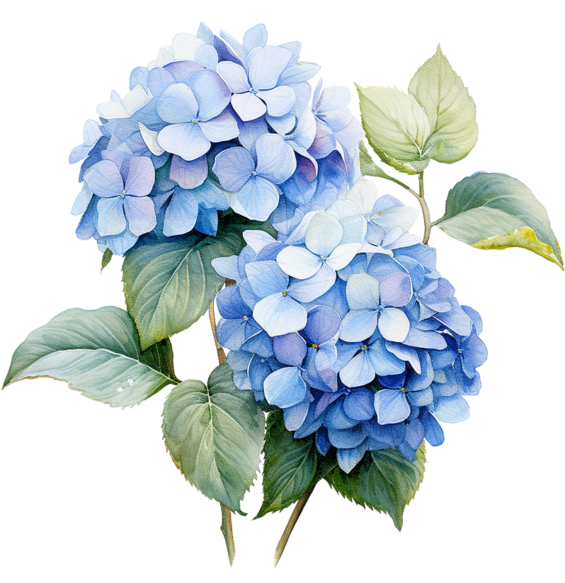 Watercolor drawing of hydrangea flower, realistic illustration